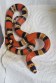 REPTIMANIA_0