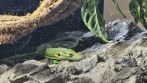 REPTIMANIA_0