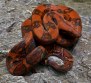 REPTIMANIA_0