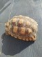 REPTIMANIA_0