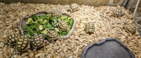 REPTIMANIA_0