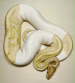 REPTIMANIA_0