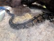 REPTIMANIA_0