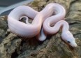 REPTIMANIA_0