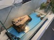 REPTIMANIA_0