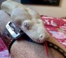 REPTIMANIA_0
