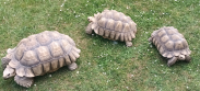 REPTIMANIA_0