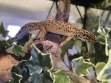 REPTIMANIA_0