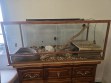 REPTIMANIA_0