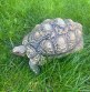 REPTIMANIA_0