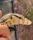 REPTIMANIA_0