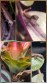 REPTIMANIA_0