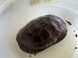 REPTIMANIA_0