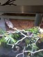 REPTIMANIA_0