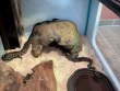 REPTIMANIA_0